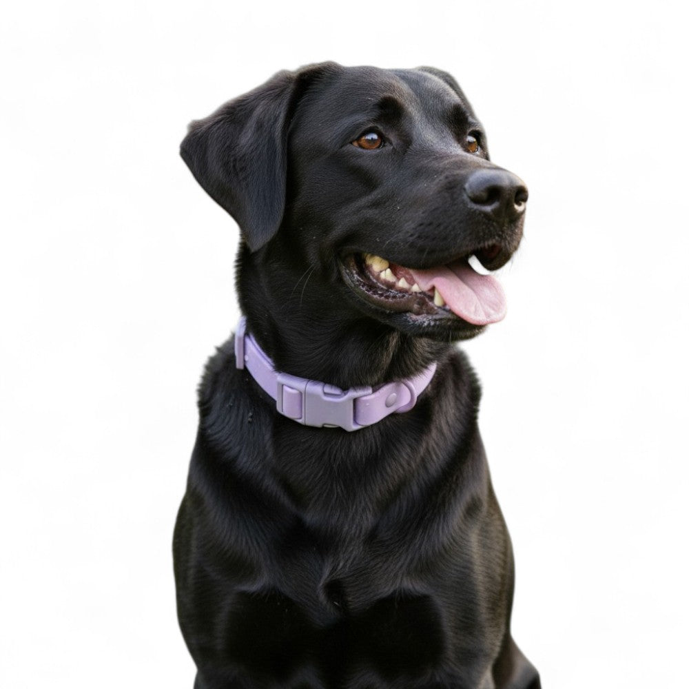 Hund mit dem KRAGA Halsband