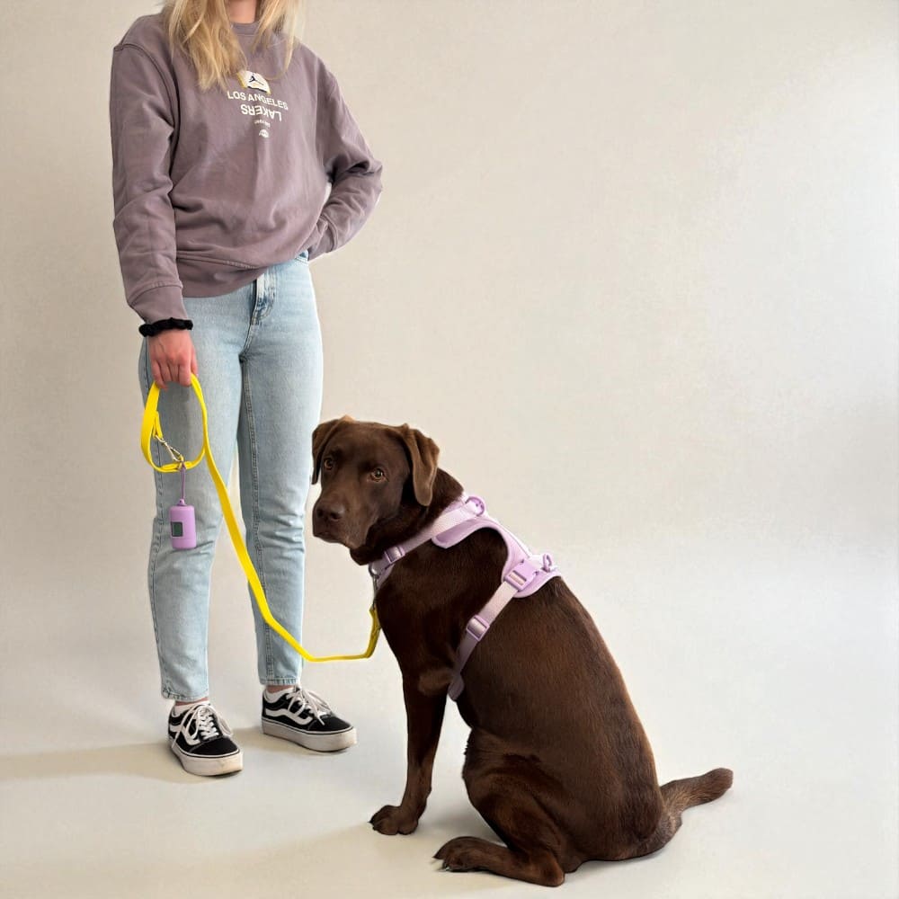 Hund zieht an der Leine: Was wirklich hilft