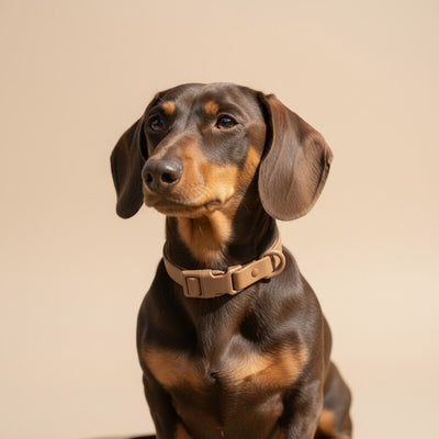 KRAGA KLICK – Hundehalsband