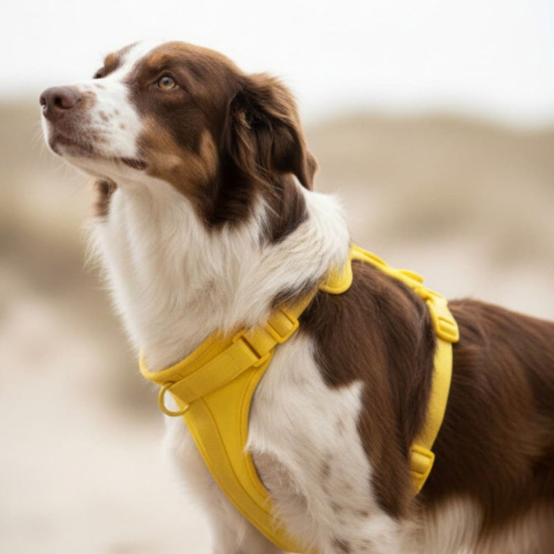 Entspannter Hund nach dem Spaziergang