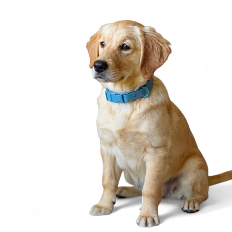 Hund mit hundsel Geschirr