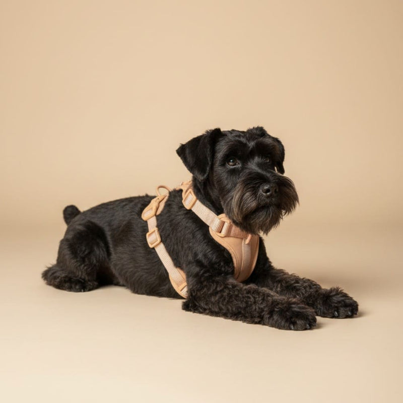 Hund mit hundsel Halsband