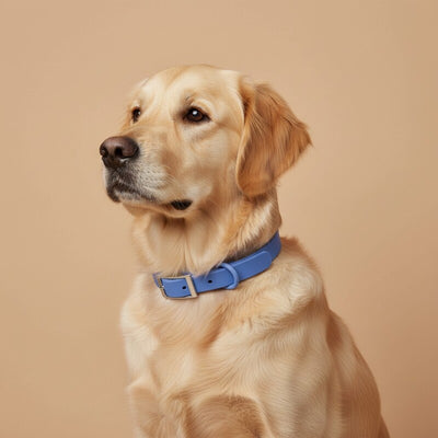 KRAGA – Hundehalsband