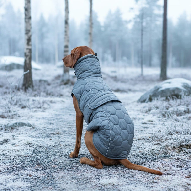 Hund im Schnee beim Spaziergang