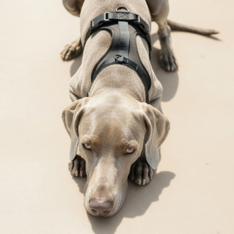 SELKA dog harness detail view