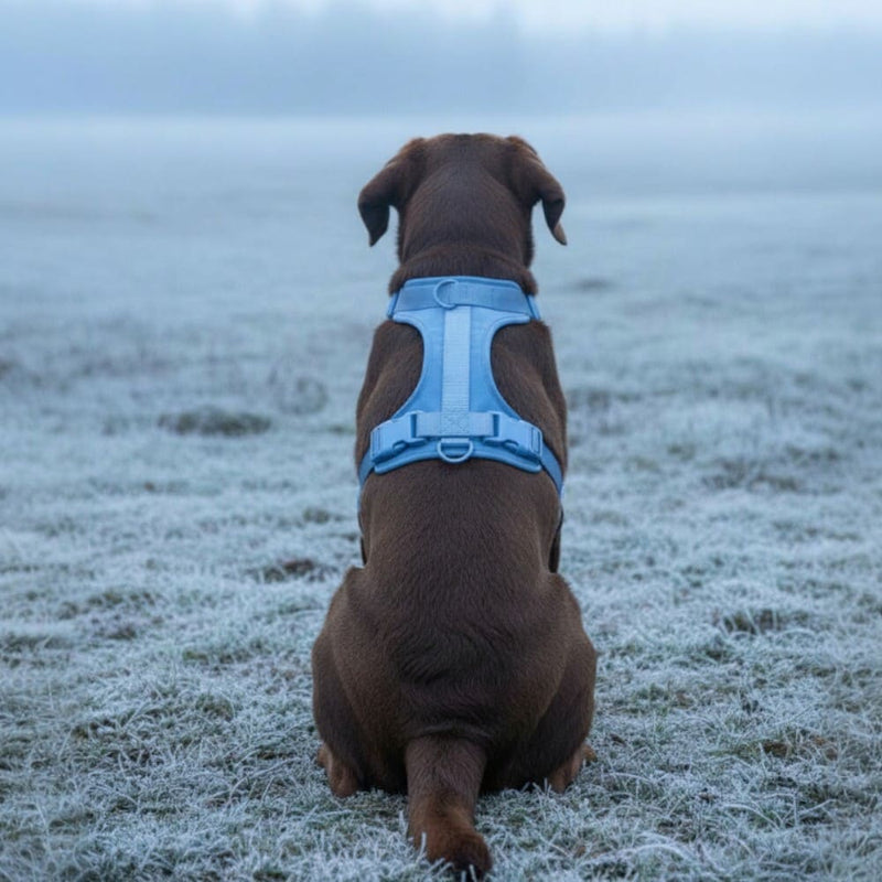 Hund mit Geschirr schaut aufmerksam