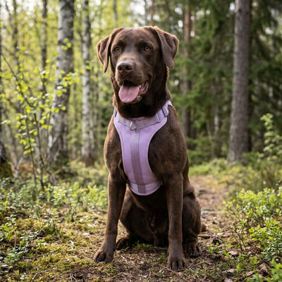 SELKA – Hundegeschirr