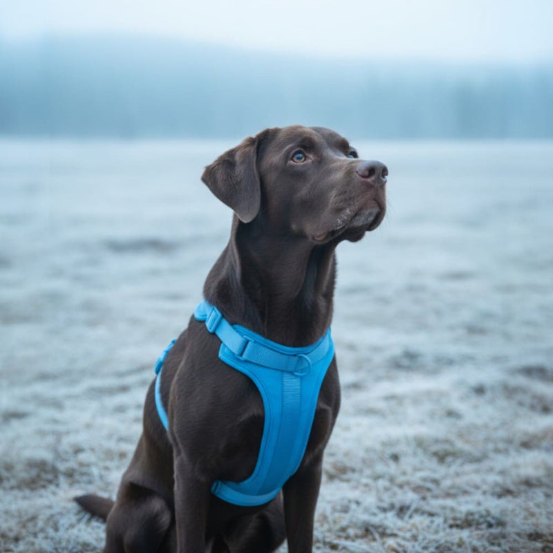 Hund mit gut sitzendem Geschirr