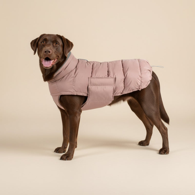 Hund mit Winterjacke