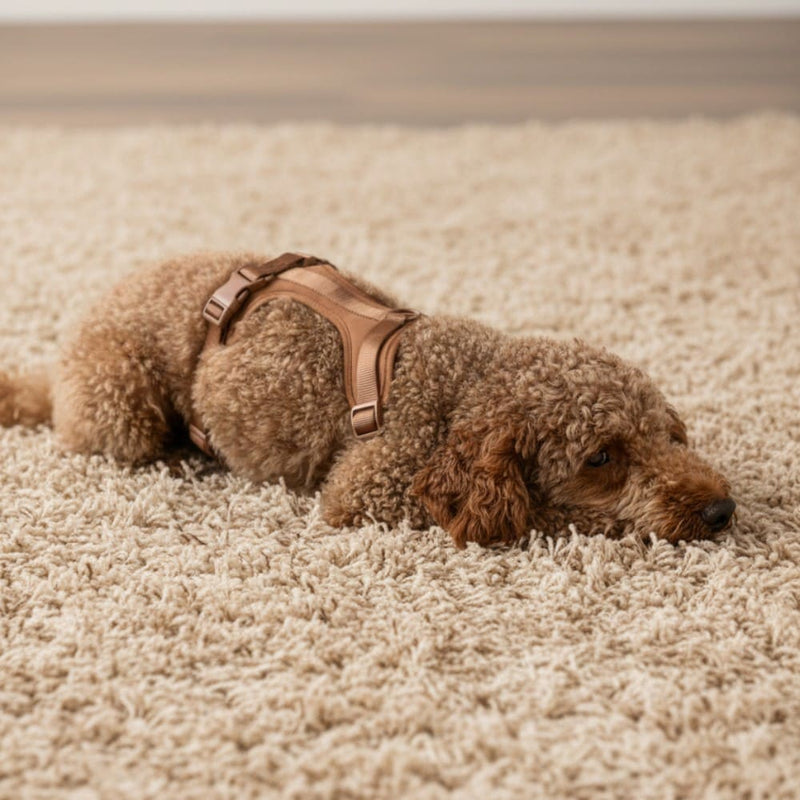 Entspannter Hund zu Hause