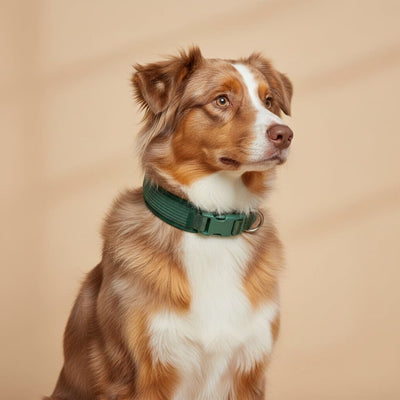 TOVA – Hundehalsband